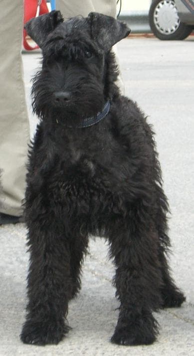 Kerryblue Terrier