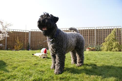 Kerryblue Terrier