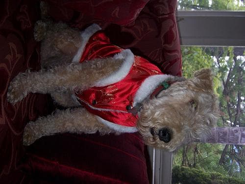 Lakeland Terrier