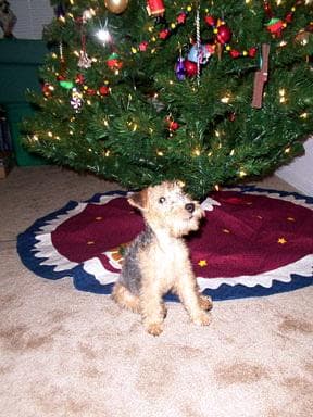 Lakeland Terrier