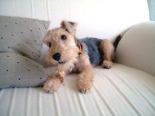 Lakeland Terrier