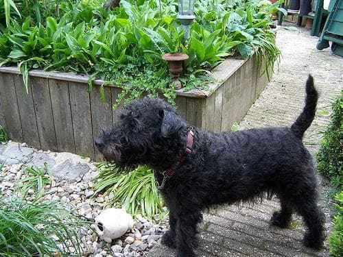 terrier