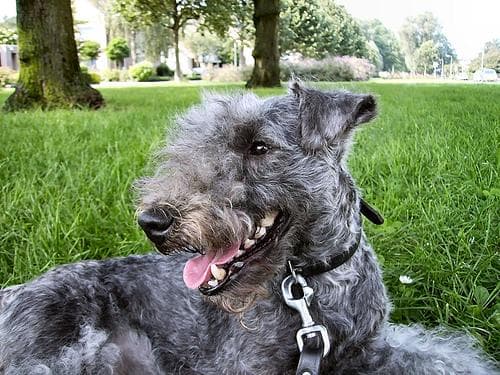 Lakeland Terrier