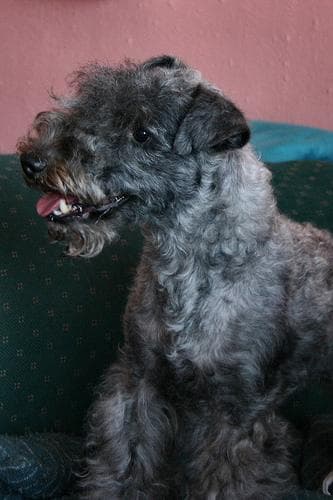 Lakeland Terrier