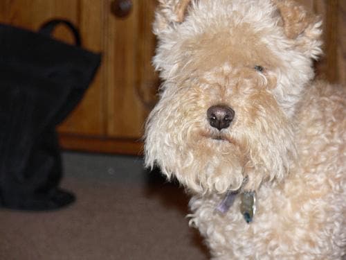Lakeland Terrier