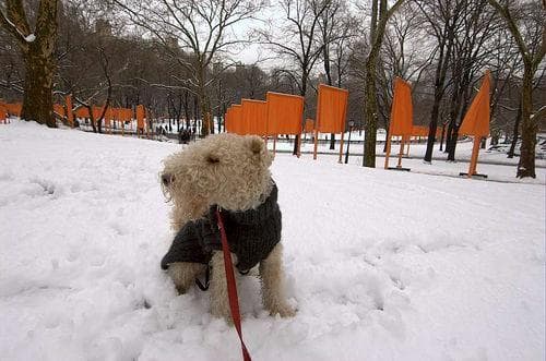 Lakeland Terrier