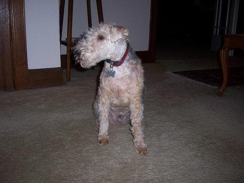 Lakeland Terrier