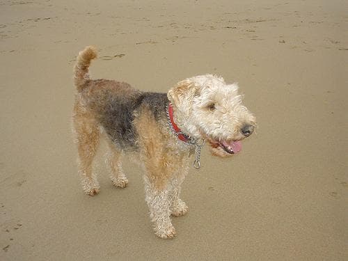 Lakeland Terrier