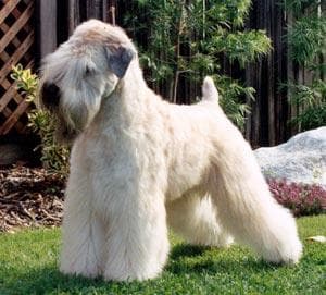 Lakeland Terrier
