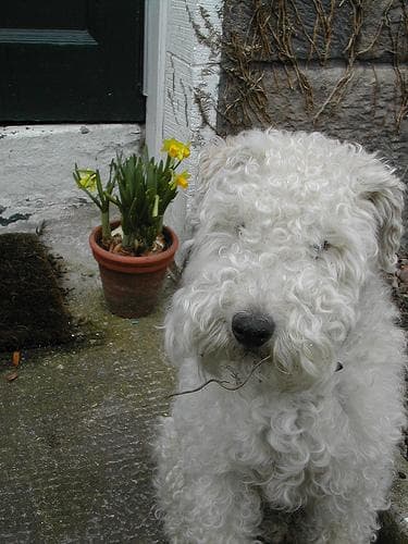Lakeland Terrier