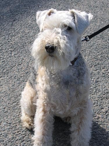 Lakeland Terrier