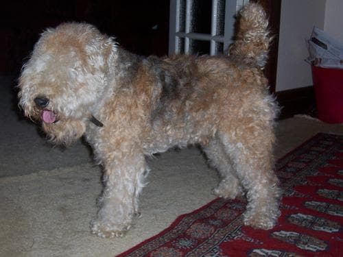 Lakeland Terrier