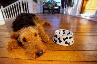 Lakeland Terrier