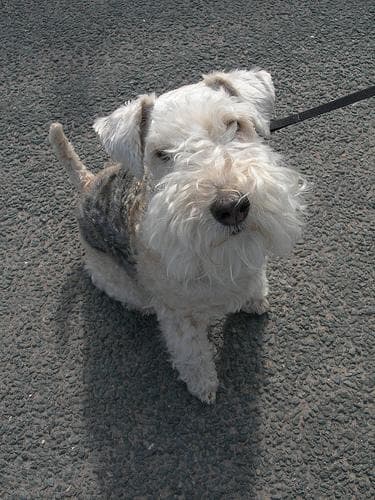Lakeland Terrier