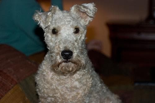 Lakeland Terrier