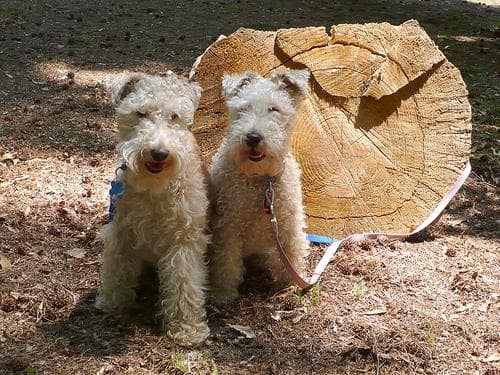 Lakeland Terrier
