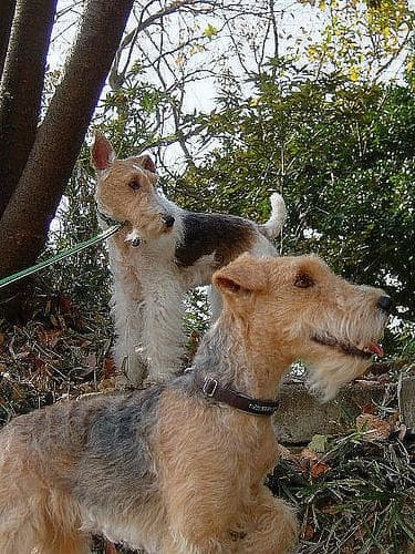 Lakeland Terrier