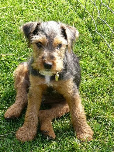 Lakeland Terrier