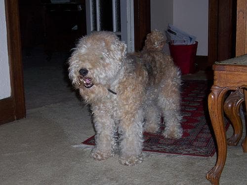 Lakeland Terrier