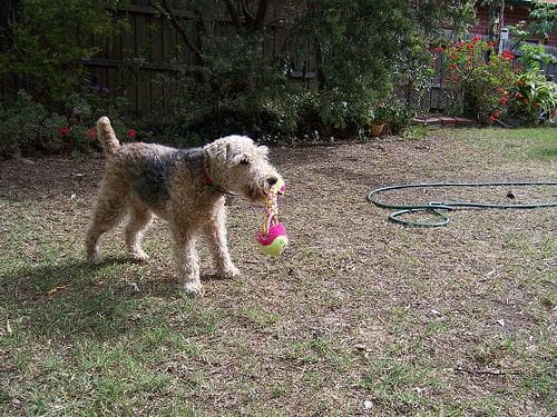 Lakeland Terrier