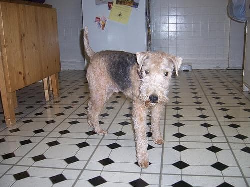 Lakeland Terrier