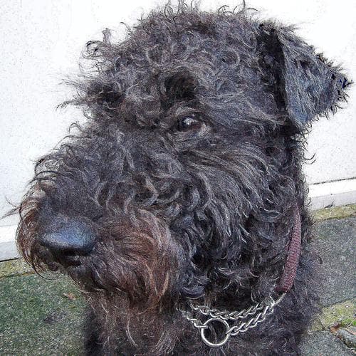 Lakeland Terrier