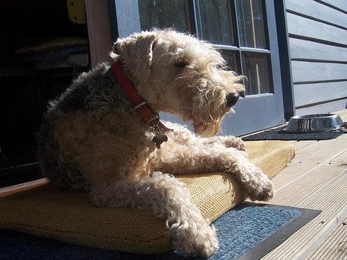 Lakeland Terrier