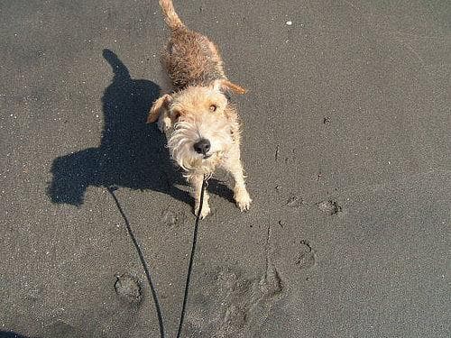 Lakeland Terrier