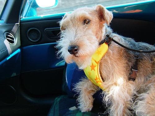 Lakeland Terrier