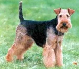 Lakeland Terrier