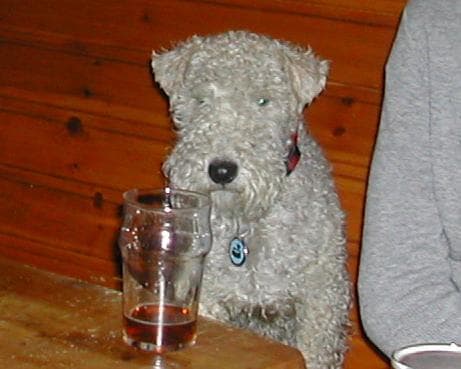 Lakeland Terrier