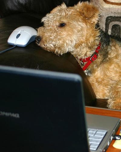 Lakeland Terrier