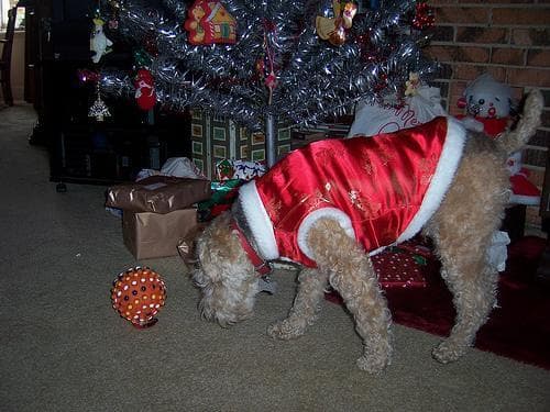 Lakeland Terrier