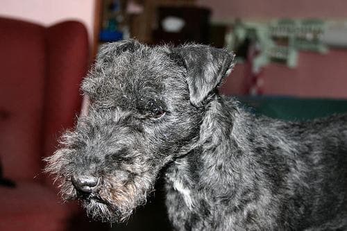 Lakeland Terrier