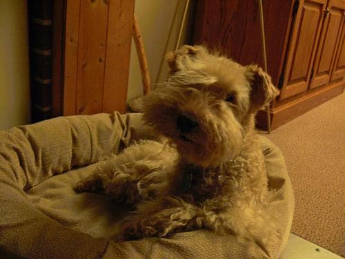 Lakeland Terrier