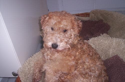 Lakeland Terrier