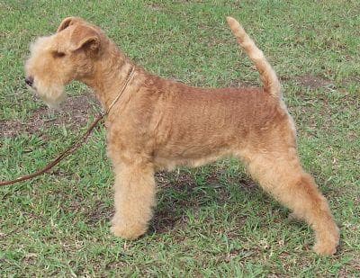 Lakeland Terrier