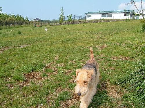 Lakeland Terrier