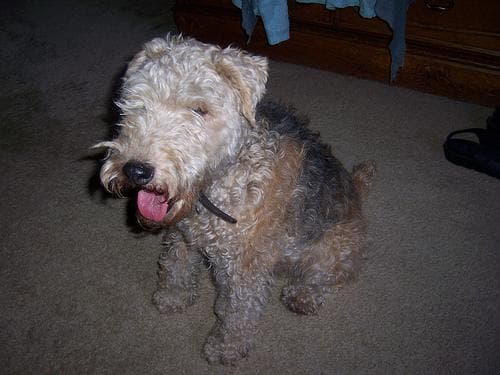 Lakeland Terrier