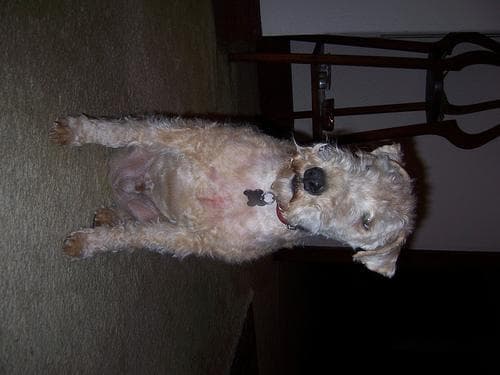 Lakeland Terrier
