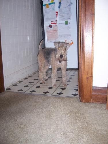 Lakeland Terrier
