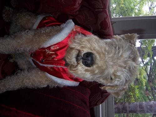 Lakeland Terrier