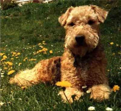 Lakeland Terrier