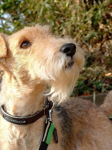Lakeland Terrier