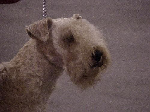 Lakeland Terrier