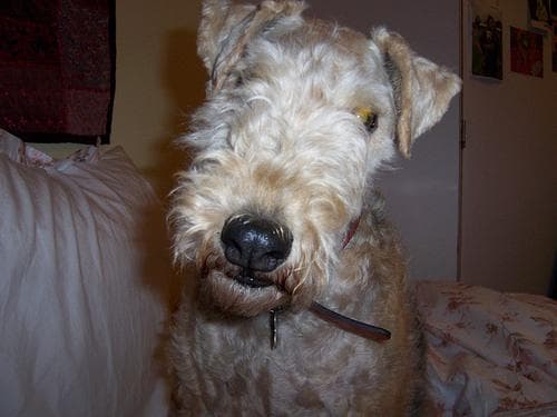 Lakeland Terrier