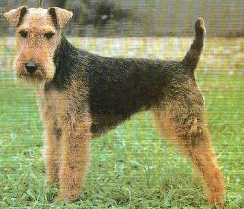 Lakeland Terrier