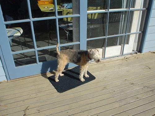 Lakeland Terrier