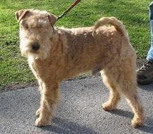terrier