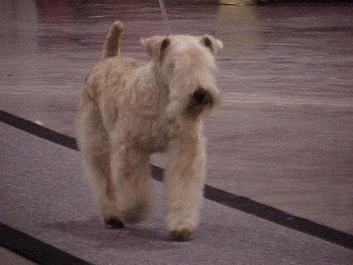 Lakeland Terrier